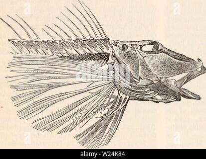 Immagine di archivio da pagina 1049 della encyclopaedia - Wikizionario di anatomia e. Il encyclopaedia - Wikizionario di anatomia e fisiologia cyclopdiaofana03todd Anno: 1847 960 pesci. i muscoli e le altre parti molli di questa regione della testa. Il Triglffi o Gurnards offrono il miglior ex- prelievo dei campioni del ' hard-cheeked Acanthopterygii'', che devono il loro nome al seguente organizzare- mento dei suddetti pezzi di osso. Il primo suborbitals sono di dimensioni enormi, en- tirely che copre la faccia, articolando in fronte con le ossa del muso, e posteriormente con la preoperculum e due più piccoli posti suborbitals Fig. 492 Foto Stock