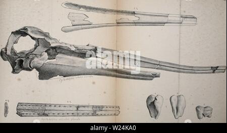 Immagine di archivio da pagina 1068 di Denkschriften - Österreichische Akademie der. Denkschriften - Österreichische Akademie der Wissenschaften denkschriftens681900akad Anno: 1850 OAbel: fossili dos Platanislidcn Wiener Hecke Tuf. ni. A.Swohodan.dKA/gez.u.lirh. Denkschriften d. kais.Akajd. d. Wiss. math.-naturw. Classe. Bd.LXVIII. UffLAasiTlfLBaanTtar&cn, Foto Stock
