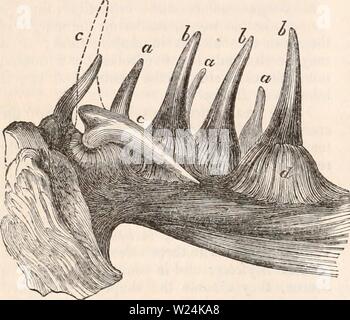 Immagine di archivio da pagina 1067 della encyclopaedia - Wikizionario di anatomia e. Il encyclopaedia - Wikizionario di anatomia e fisiologia cyclopdiaofana03todd Anno: 1847 978 pesci. denti in entrambe le ganasce si sporgono in avanti in- vece di essendo opposti l'uno all'altro, e tale, infatti, deve essere stata la loro posizione se non fosse che, come in Pimelepterus, i denti sono piegati a quasi un angolo retto con la base. In Scarus, e analogamente nel mar- ginal denti della Diadon, dove questi organi sono dritte e fissato orizzontalmente al margine delle ganasce, i loro lati anziché le loro corone sono in realtà contrari a ogni o Foto Stock