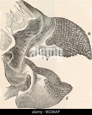 Immagine di archivio da pagina 1068 della encyclopaedia - Wikizionario di anatomia e. Il encyclopaedia - Wikizionario di anatomia e fisiologia cyclopdiaofana03todd Anno: 1847 struttura laminata, il quale è fisso c, i denti sono ancora racchiusi nella ganascia ; I, fare. con la loro estremità ... - . .   - Ff vv,LUi Ob&AI lilVFOVi 111 LrUtJ 1" w" . ' , "' Su una sporgenza dilatata dall'sporge in modo da formare una pavimentazione esterna. (Dopo Owen.) basilar delle ossa del cranio (maschera. usurato nella parte anteriore dal costante attrito a ±ig. 515. cui sono sottoposti. Nella figura allegata (maschera. 515) l'ex- interna aspetto di questi singolarmente di Foto Stock