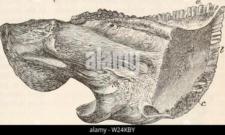 Immagine di archivio da pagina 1068 della encyclopaedia - Wikizionario di anatomia e. Il encyclopaedia - Wikizionario di anatomia e fisiologia cyclopdiaofana03todd Anno: 1847 Denti della tinca a tetto della bocca ; b, l'esofago ; c, proiezione dentale da basilarbone j d, d, pharyugeal denti. (Dopo Owen.) 514), e costituisce quindi una sorta di incudine su cui i lividi faringea gioco dei denti e quindi schiacciare e triturare qualunque sia il cibo passa nell'esofago. In Scari, che hanno per alimentare su numerosi corallines che vestire le rocce al fondo dell'oceano, l'apparato dentale dato per proteggere le loro mascelle da Foto Stock