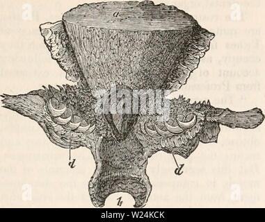 Immagine di archivio da pagina 1068 della encyclopaedia - Wikizionario di anatomia e. Il encyclopaedia - Wikizionario di anatomia e fisiologia cyclopdiaofana03todd Anno: 1847 pesci. 979 Fig. 514. Denti della tinca a tetto della bocca ; b, l'esofago ; c, proiezione dentale da basilarbone j d, d, pharyugeal denti. (Dopo Owen.) 514), e costituisce quindi una sorta di incudine su cui i lividi faringea gioco dei denti e quindi schiacciare e triturare qualunque sia il cibo passa nell'esofago. In Scari, che hanno per alimentare su numerosi corallines che vestire le rocce al fondo dell'oceano, l'apparato dentale dato a Foto Stock