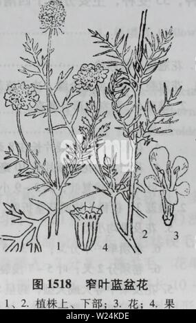 Immagine di archivio da pagina 1078 di da bie shan zhi wu. da bie shan zhi wu zhi dabieshanzhiwuzh00zixi Anno: 2006.9 ä'åäº Foto Stock