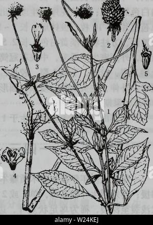 Immagine di archivio da pagina 1078 di da bie shan zhi wu. da bie shan zhi wu zhi dabieshanzhiwuzh00zixi Anno: 2006.9 ä'å ·é Foto Stock