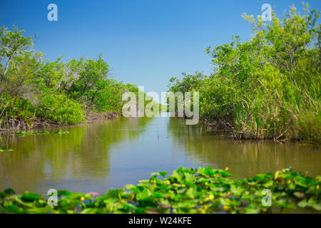 Parco nazionale delle Everglades. Paludi della Florida. Big Cypress National Preserve. Florida. Stati Uniti d'America. Foto Stock