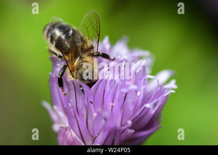 Primo piano di un fiore di erba cipollina con un ape il nettare di ricerca CI Foto Stock