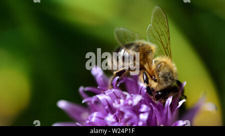 Primo piano di un fiore di erba cipollina con un ape il nettare di ricerca CI Foto Stock