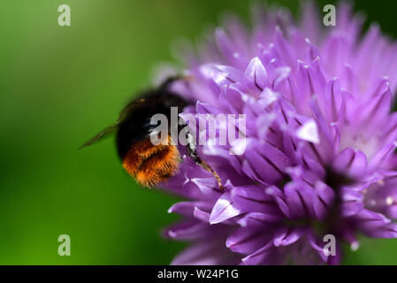 Primo piano di un fiore di erba cipollina con un ape il nettare di ricerca CI Foto Stock