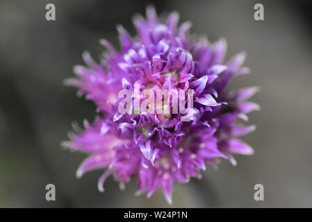 Primo piano del fiore di erba cipollina davanti a uno sfondo grigio Foto Stock