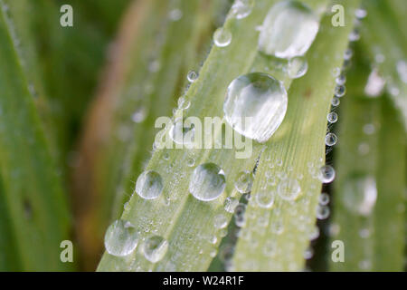 Wassertropfen auf Gras Foto Stock