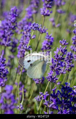 Cavolo farfalla bianca (Pieris brassicae) riposante su un fiore di lavanda alla fattoria di lavanda di Mayfield, Banstead, Surrey, Inghilterra, Regno Unito Foto Stock
