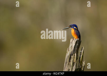 Un australiano Azzurro kingfisher. Catturate al di fuori della città di Brisbane sulla costa orientale dell'Australia. Foto Stock