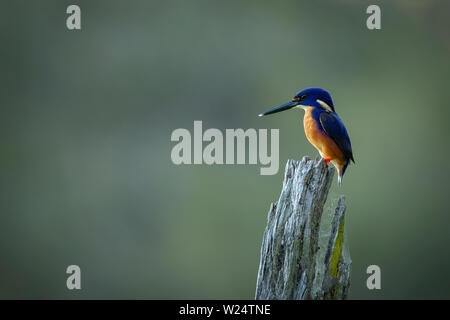 Un australiano Azzurro kingfisher. Catturate al di fuori della città di Brisbane sulla costa orientale dell'Australia. Foto Stock