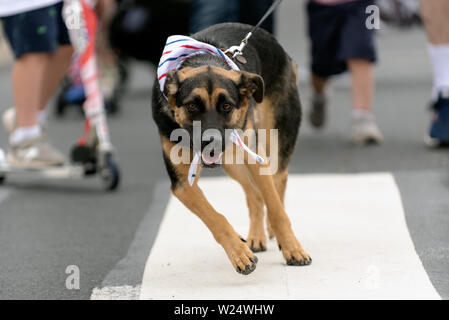 Tedesco patriottico Shepard cane vestito di rosso bianco e blu bandana mentre celebrava l 4 luglio vacanza sulla strada della citta'. Foto Stock