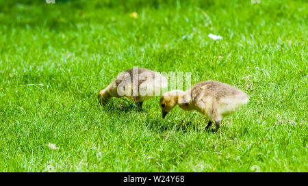 Due graziosi goslings giovani in cerca di cibo in erba verde. Foto Stock