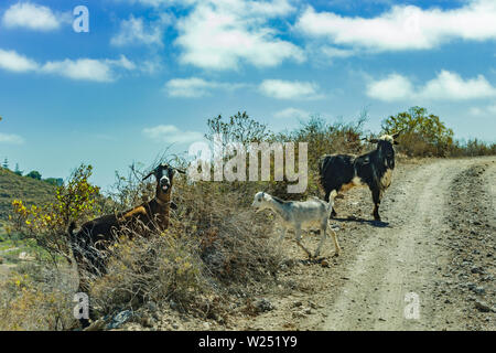 Un paio di capre pascolano sui pendii circostanti sono attraversando la strada e stanno guardando la vettura di viaggiatori con sorpresa. Montagne El Rio, Tenerife, Foto Stock