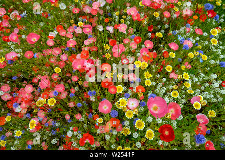 Sfondo naturale fatto di luminosa, colorata e vibrante selezioni di fiori selvatici su una molla prato in British Columbia, Canada Foto Stock