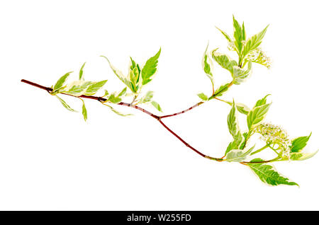 Cornus alba Elegantissima ramo con fiori di colore bianco e variegata di foglie. Foto Stock