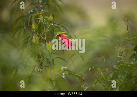 Red swamp hibiscus hibiscus coccineus cresce nella palude cavatappi in Naples, Florida Foto Stock