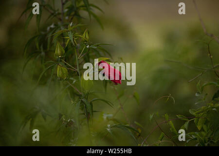 Red swamp hibiscus hibiscus coccineus cresce nella palude cavatappi in Naples, Florida Foto Stock