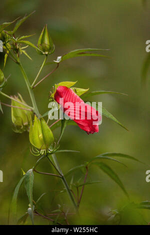 Red swamp hibiscus hibiscus coccineus cresce nella palude cavatappi in Naples, Florida Foto Stock