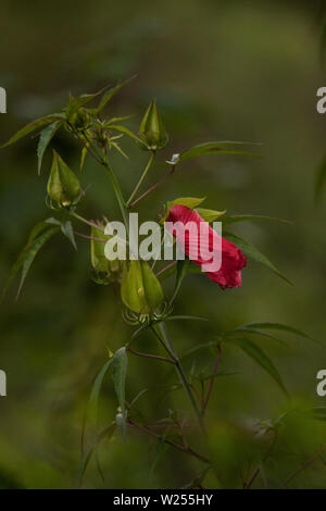 Red swamp hibiscus hibiscus coccineus cresce nella palude cavatappi in Naples, Florida Foto Stock