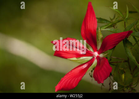 Red swamp hibiscus hibiscus coccineus cresce nella palude cavatappi in Naples, Florida Foto Stock