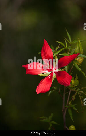 Red swamp hibiscus hibiscus coccineus cresce nella palude cavatappi in Naples, Florida Foto Stock