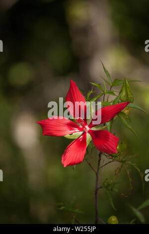 Red swamp hibiscus hibiscus coccineus cresce nella palude cavatappi in Naples, Florida Foto Stock