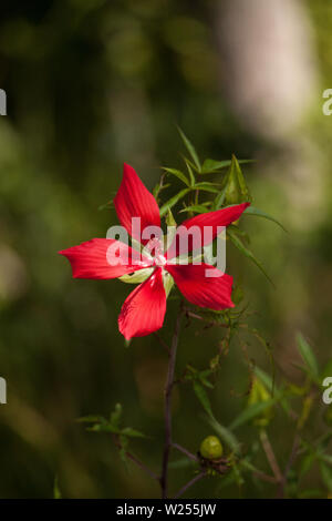 Red swamp hibiscus hibiscus coccineus cresce nella palude cavatappi in Naples, Florida Foto Stock