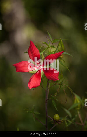 Red swamp hibiscus hibiscus coccineus cresce nella palude cavatappi in Naples, Florida Foto Stock