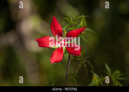 Red swamp hibiscus hibiscus coccineus cresce nella palude cavatappi in Naples, Florida Foto Stock