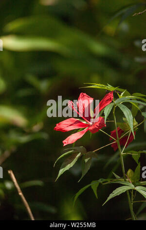 Red swamp hibiscus hibiscus coccineus cresce nella palude cavatappi in Naples, Florida Foto Stock