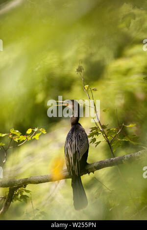 Anhinga femmina, noto come Anhinga anhinga bird, posatoi in una struttura ad albero in una palude di Naples, Florida. Foto Stock