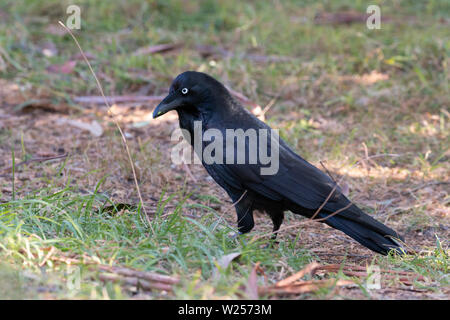 Australian Raven può 30th, 2019 Blue Mountains, Australia Foto Stock