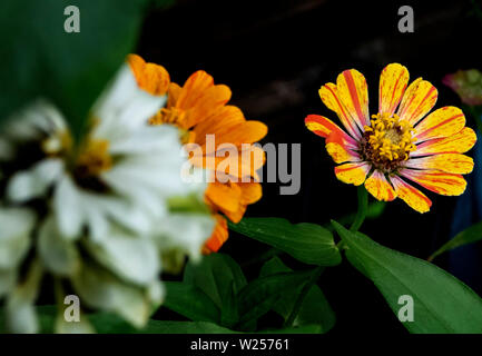 Fioritura giallo Foto Stock