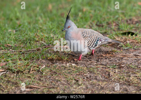Crested Pigeon Giugno 12th, 2019 Centennial Park, Sydney, Australia Foto Stock