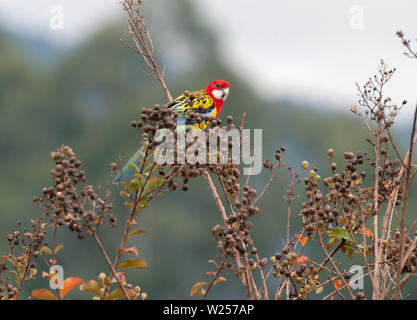 Rosella orientale Giugno 1, 2019 Terra Promessa ritirarsi nei pressi di Bellingen, Australia Foto Stock