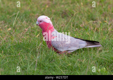 Galah giugno 7th, 2019 vicino a Port Douglas, Australia Foto Stock