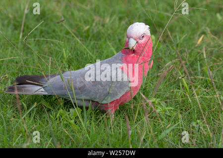 Galah giugno 7th, 2019 vicino a Port Douglas, Australia Foto Stock