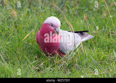 Galah giugno 7th, 2019 vicino a Port Douglas, Australia Foto Stock