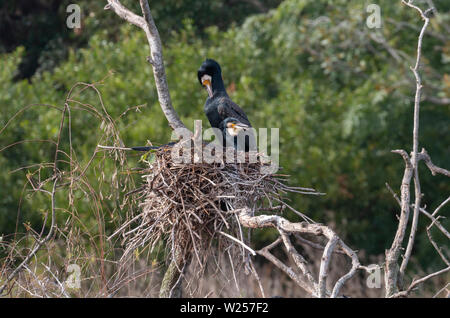 Cormorano Phalacrocorax carbo sinensis Giugno 12th, 2019 Centennial Park, Sydney, Australia Foto Stock