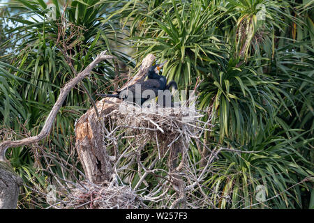 Cormorano Phalacrocorax carbo sinensis Giugno 12th, 2019 Centennial Park, Sydney, Australia Foto Stock