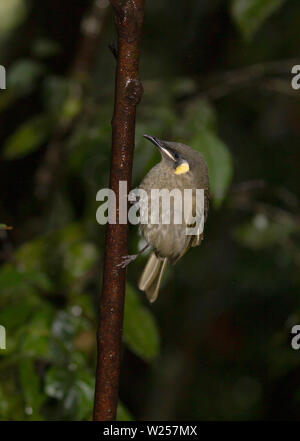 Lewin's Honeyeater giugno 8th, 2019 Foresta Pluviale Treehouse, vicino Tarzali, Australia Foto Stock