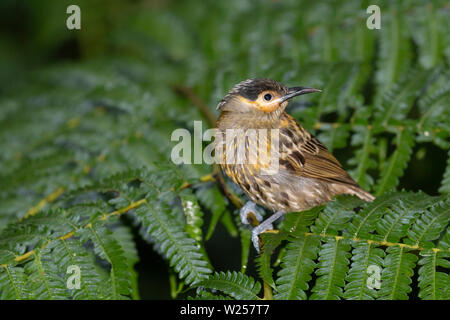 Macleay's Honeyeater Giugno 10th, 2019 vicino Tarzali, Australia Foto Stock