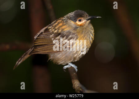 Macleay's Honeyeater Giugno 10th, 2019 vicino Tarzali, Australia Foto Stock