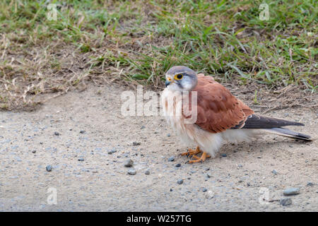 Nankeen gheppio giugno 6th, 2019 vicino a Port Douglas, Australia Foto Stock