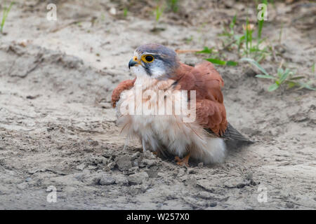 Nankeen gheppio giugno 6th, 2019 vicino a Port Douglas, Australia Foto Stock