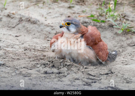 Nankeen gheppio giugno 6th, 2019 vicino a Port Douglas, Australia Foto Stock