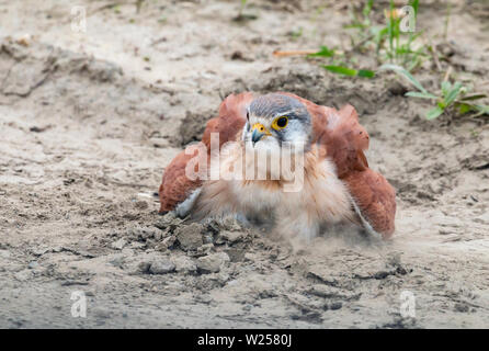 Nankeen gheppio giugno 6th, 2019 vicino a Port Douglas, Australia Foto Stock